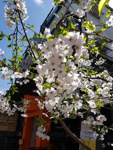 Able Guesthouse Hongdae