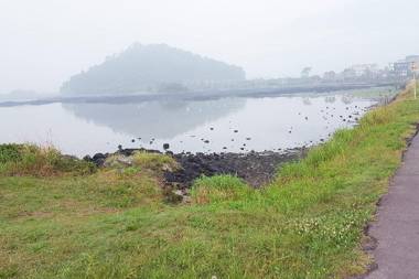 Jeju Sunflower Guest House