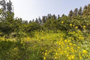 Seogwipo Teomuni House Pension