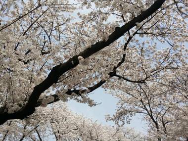 Bellus-Rose Pension Gyeongju