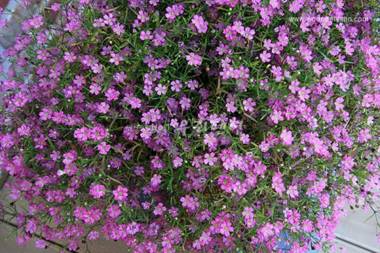 Ganghwado Terrace Pension