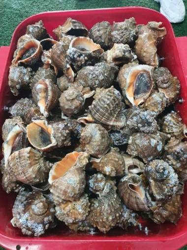 Taean(Anmyeondo) Rich Pension