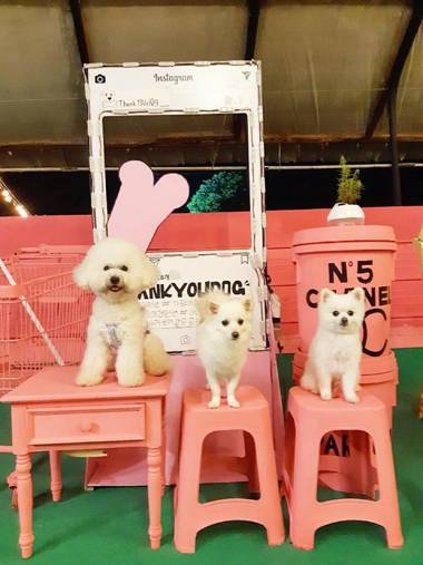 Thank You Dog Pension