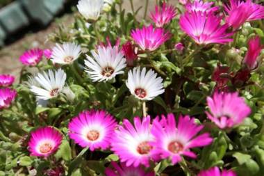 Yangpyeong Maison du Ciel Pension