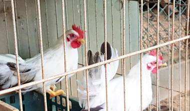 Daecheon Baroh Village