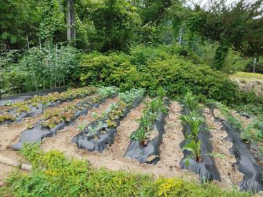 Danyang mulgoeul pension