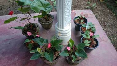 Kavirose Holiday Home