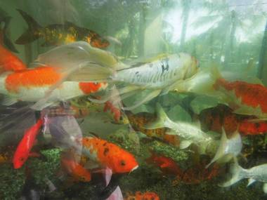 Karl Holiday Bungalow