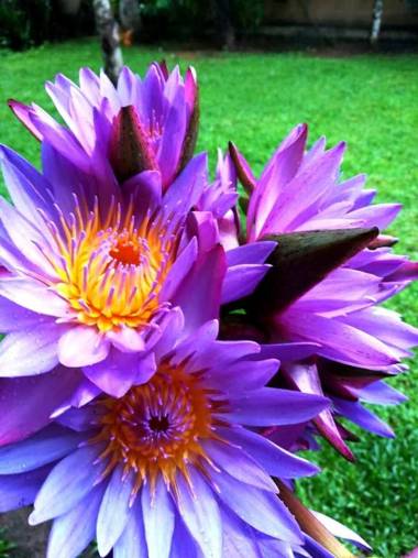 Villa Gaetano Unawatuna