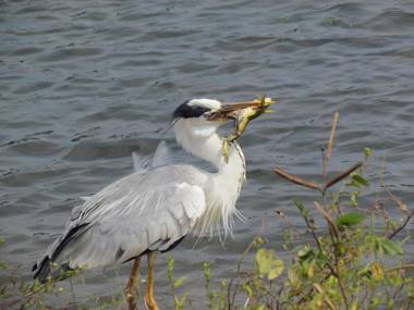 Sarath Home Stay & Safari Yala