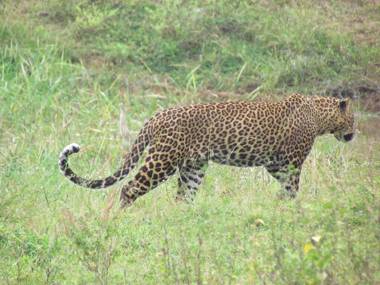 Sarath Home Stay & Safari Yala