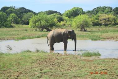 Double Lake View Tissa & Safari