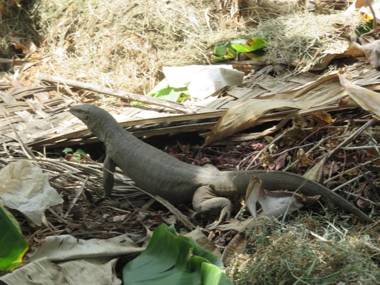 Beach Lagoon Guesthouse