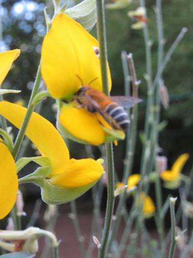 Sanderling Silent Beach Cabanas