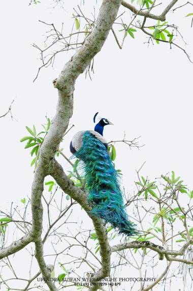 Randu Homestay and Restaurant