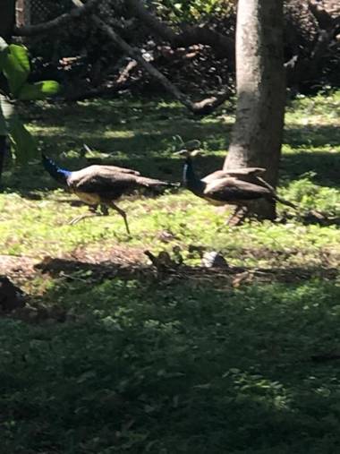 Ashansa Lagoon Resort