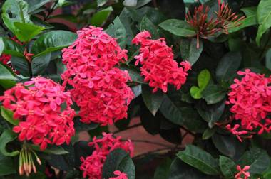 Sigiriya Amenity Home Stay