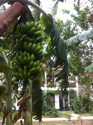 Goddess Garden Sigiriya