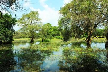 Elephant Lake Flower