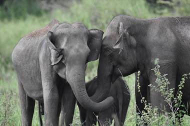 Explorer by Eco Team - Maduru Oya National Park