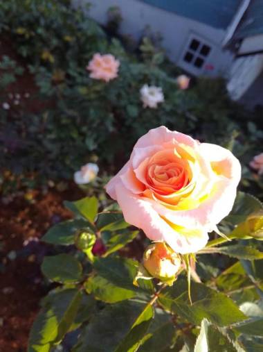 Sincere Wilderness Home stay