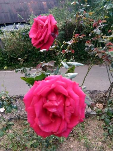 Nuwara eliya mountain view homestay