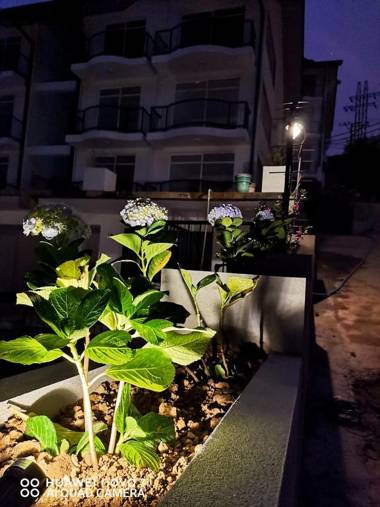 Flamingo's Nuwara Eliya