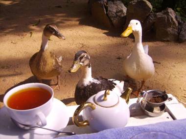 The Icebear Guesthouse