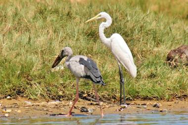 Ging Oya Lodge Waikkal