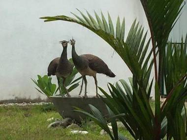 Sounds of Nature mini hotel