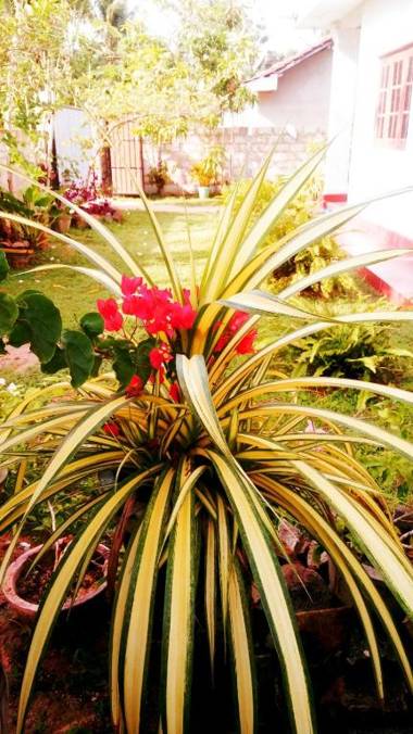 Wasana Villa Mirissa