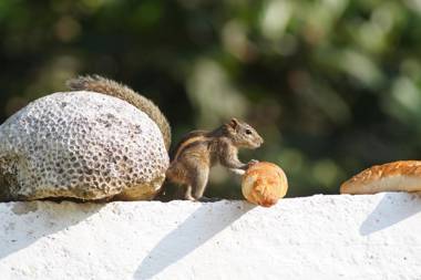 Wine Tree Garden Guesthouse