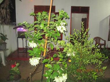 Ariyawansa Guest House