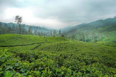 Watawala Estate Bungalow