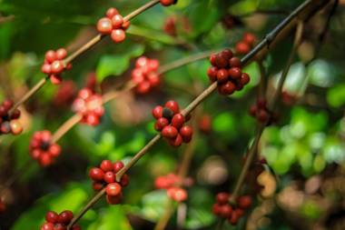 Mount Havana Luxury Boutique Villa