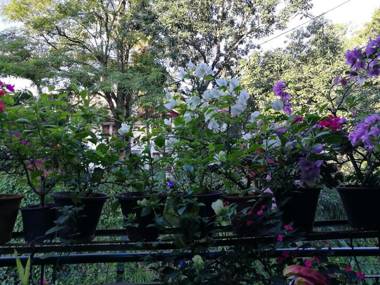 Kandy Inn Madugalle’s family guest house