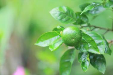 Adisham Forest Lodge Haputhale