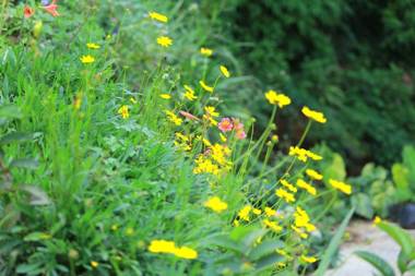 Adisham Forest Lodge Haputhale