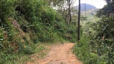 Wild Glamping Knuckles