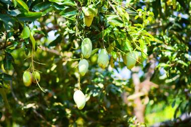 Palm Garden Guest House