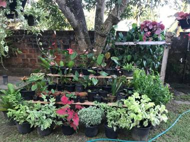 The Dalawella Porch House