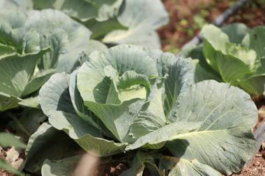 Ella Planters Bungalow