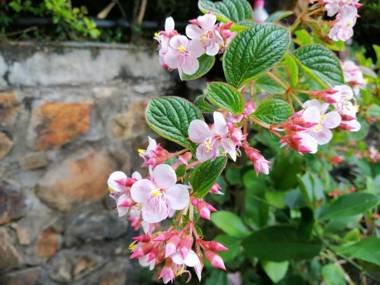 Zion View Ella Green Retreat