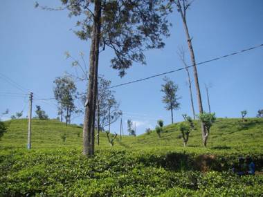 Ella Tea Land View