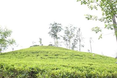 Ella Tea Land View