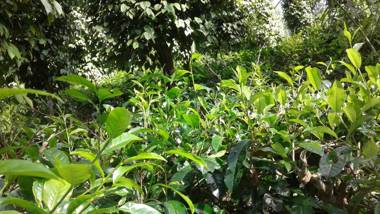 Nine Arch Heritage Ella