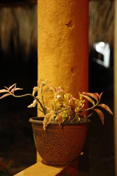 Ella Brown House homestay