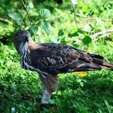 Ella Retreat Cottage for Nature Lovers