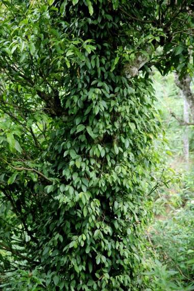 Pepper Garden Resort