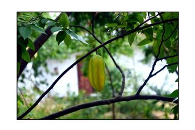 Sun and Green Eco Lodge - Dambulla